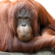 Illustration for article titled Orangutans Are Hooked on Technology Just Like the Rest of Us